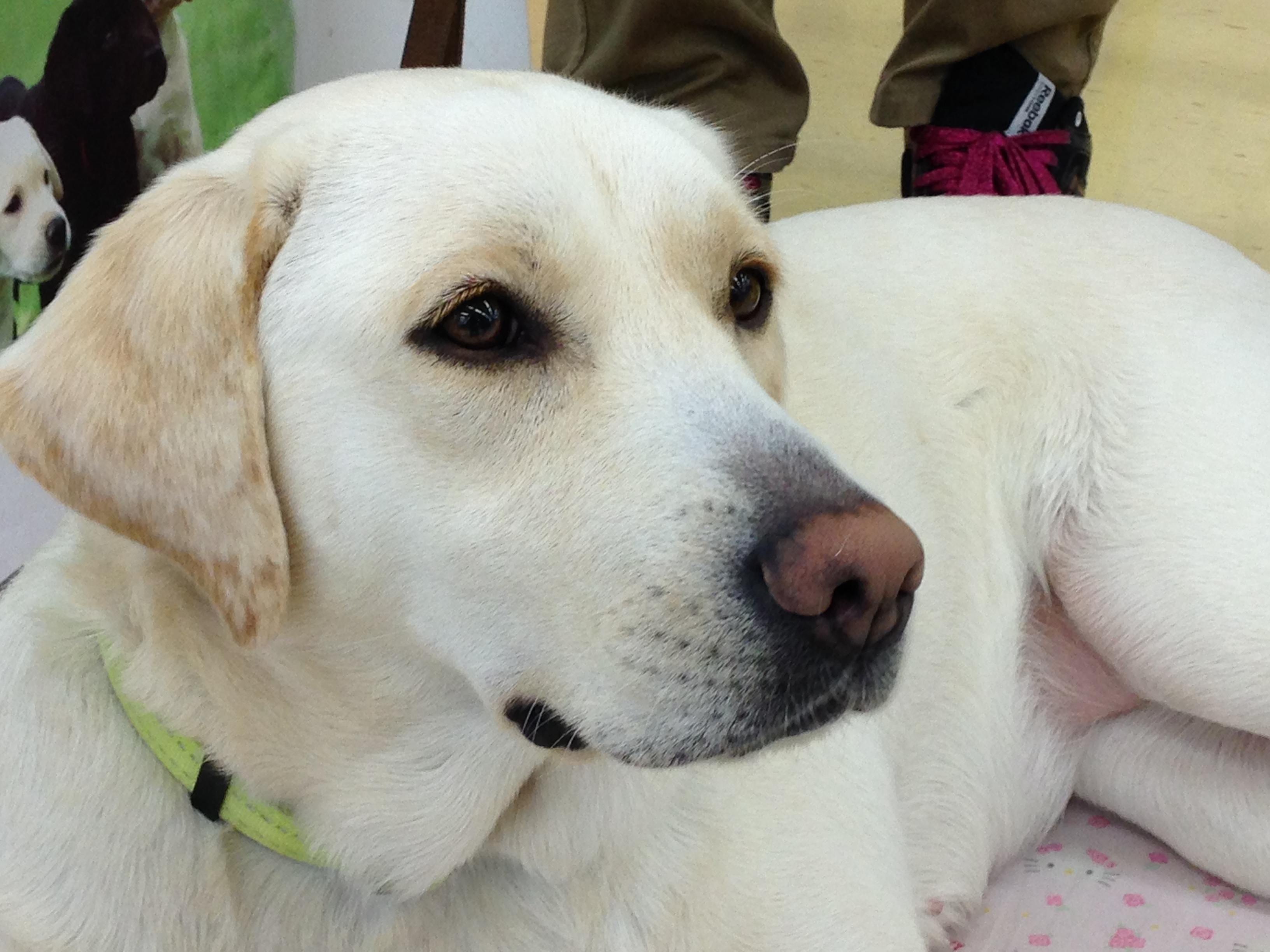 盲導犬がやってきた！グリーンモール山室で開催された盲導犬の啓蒙活動レポートの画像