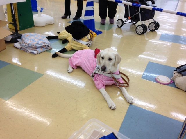 グリーンモール山室で盲導犬ふれあいイベントを開催いたしましたの画像